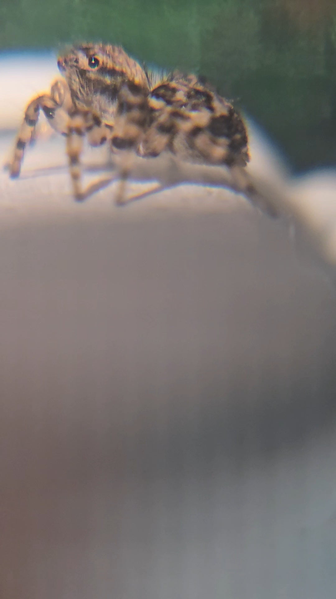 Unpaired adult Flea Jumper