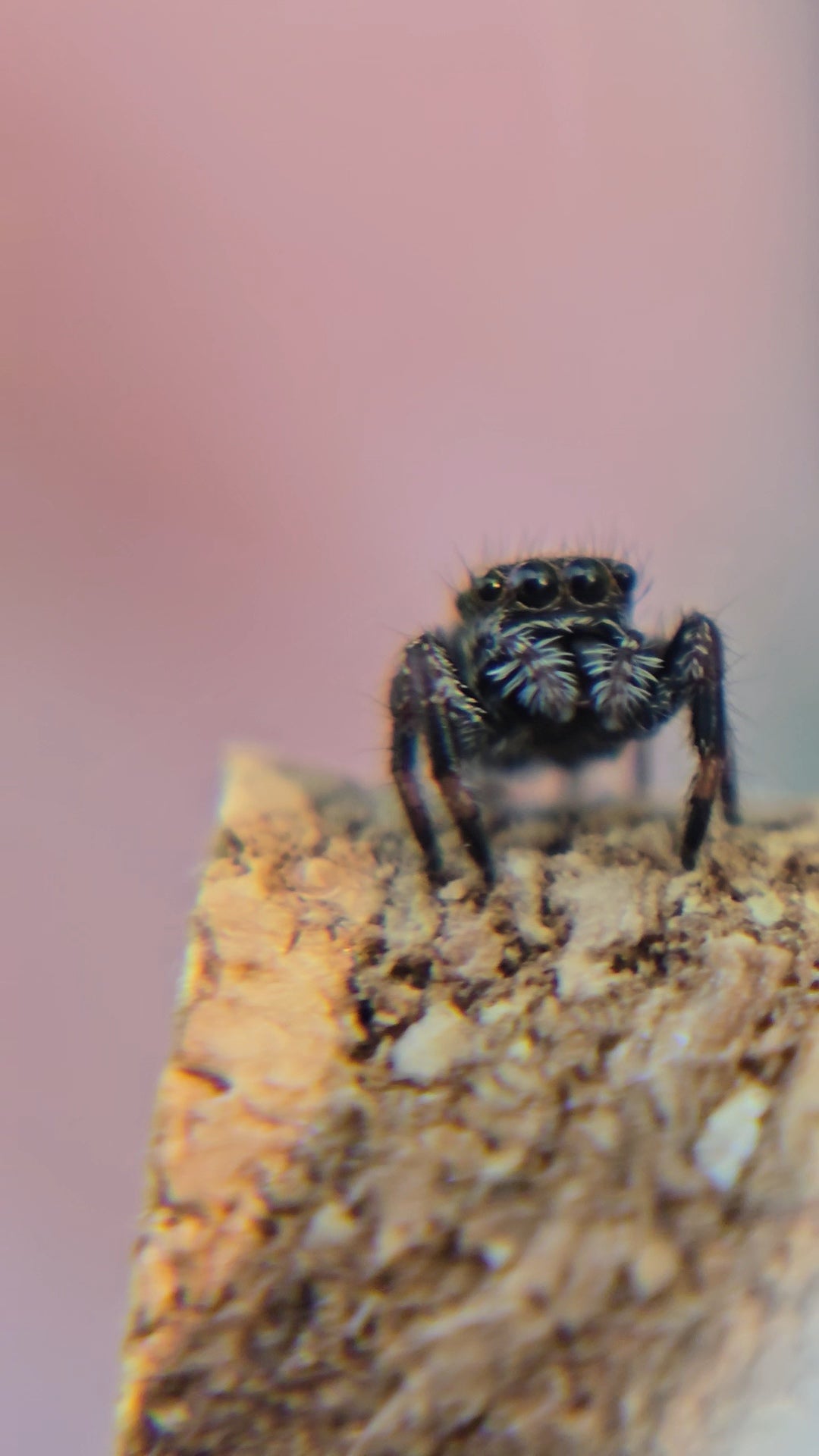 #3 Female