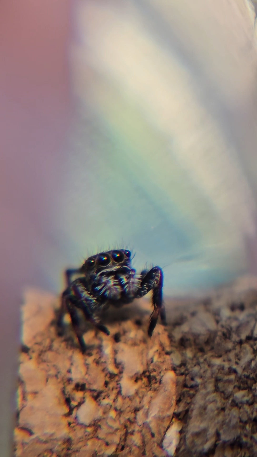 #3 Female