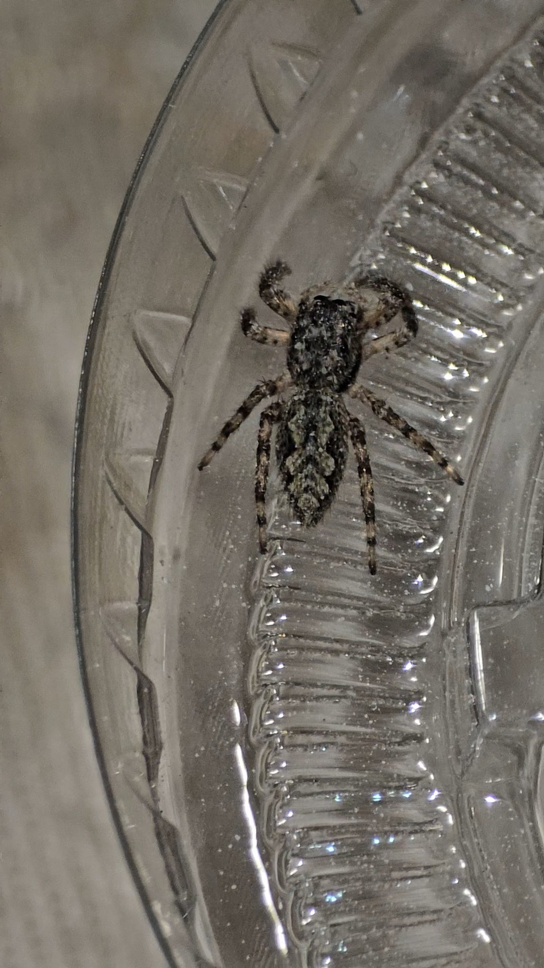#1 Tan Jumper Female juvenile WC