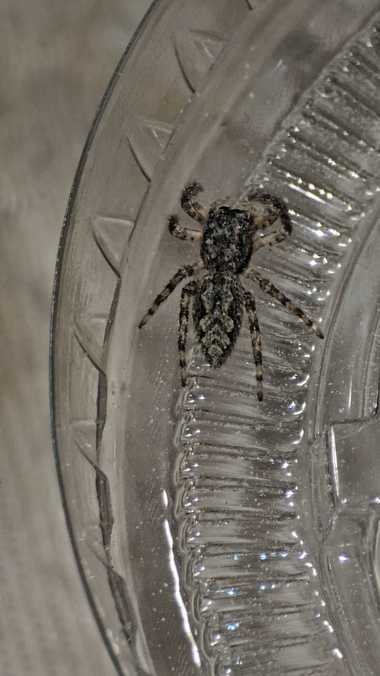 #1 Tan Jumper Female juvenile WC