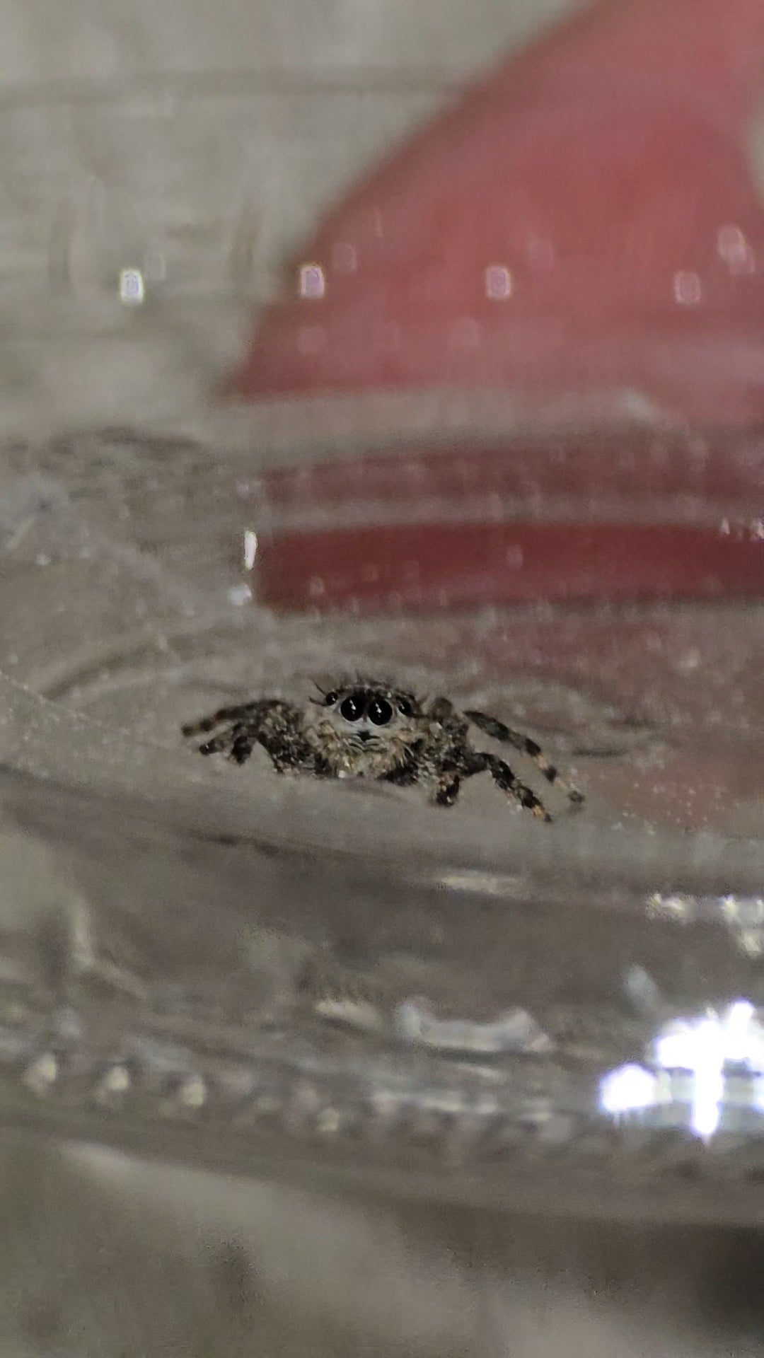 #1 Tan Jumper Female juvenile WC