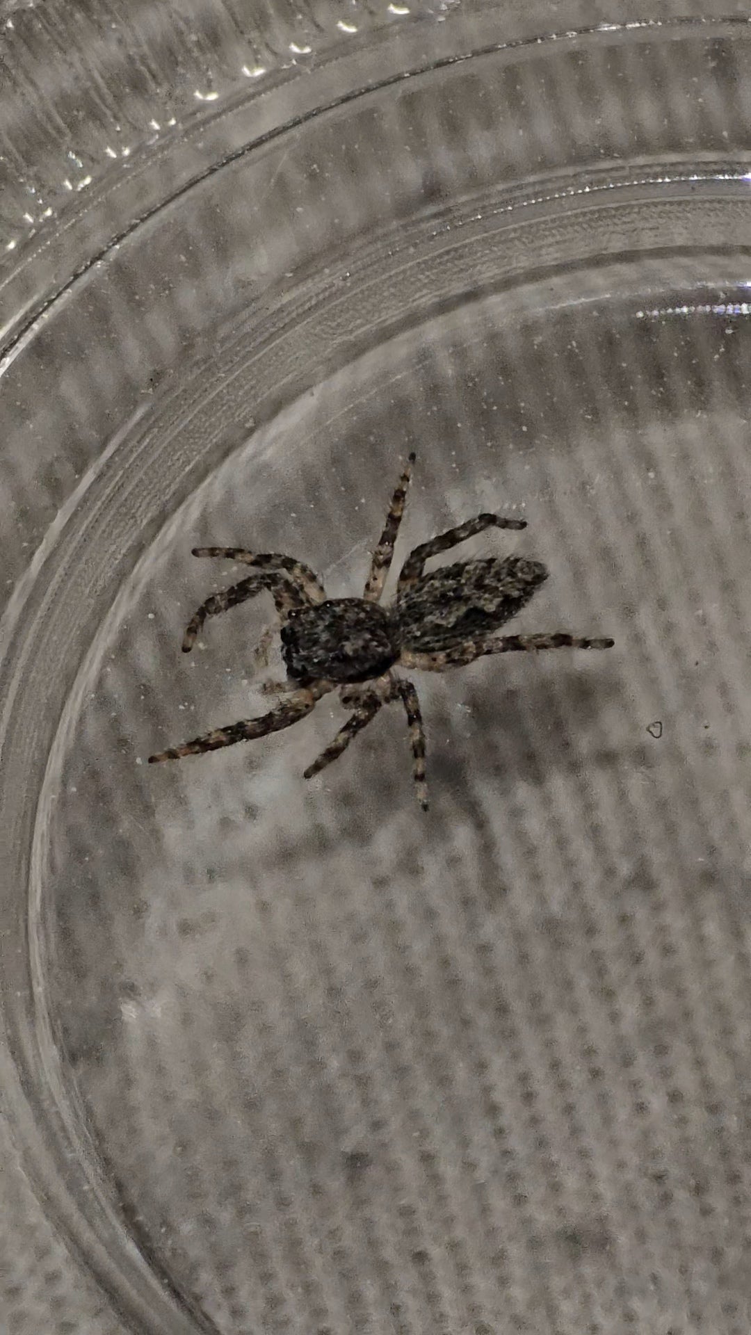 #1 Tan Jumper Female juvenile WC