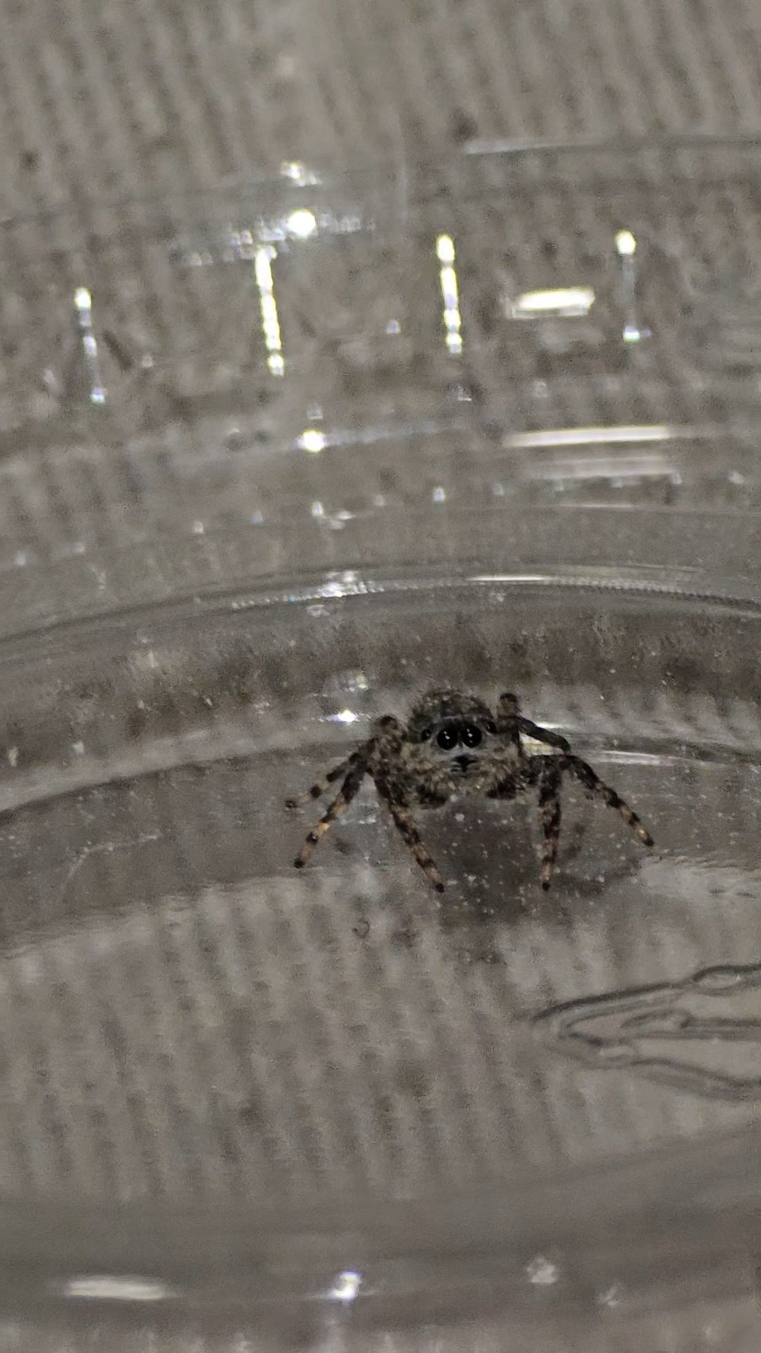 #1 Tan Jumper Female juvenile WC