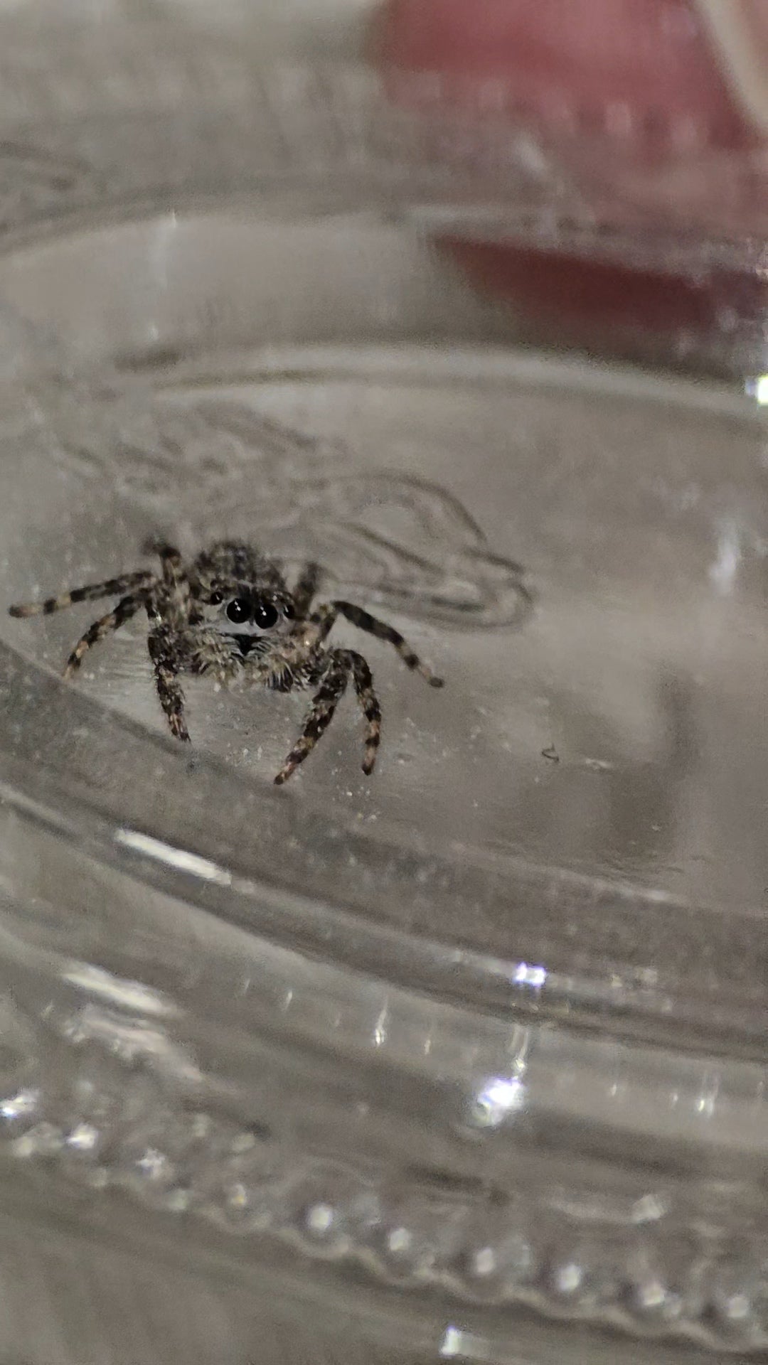 #1 Tan Jumper Female juvenile WC