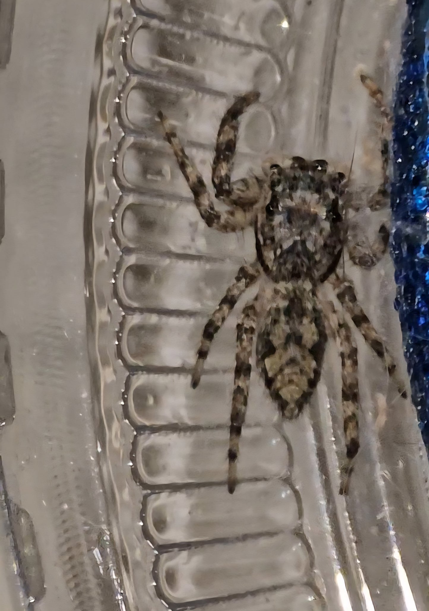 #3 Tan juvenile female WC