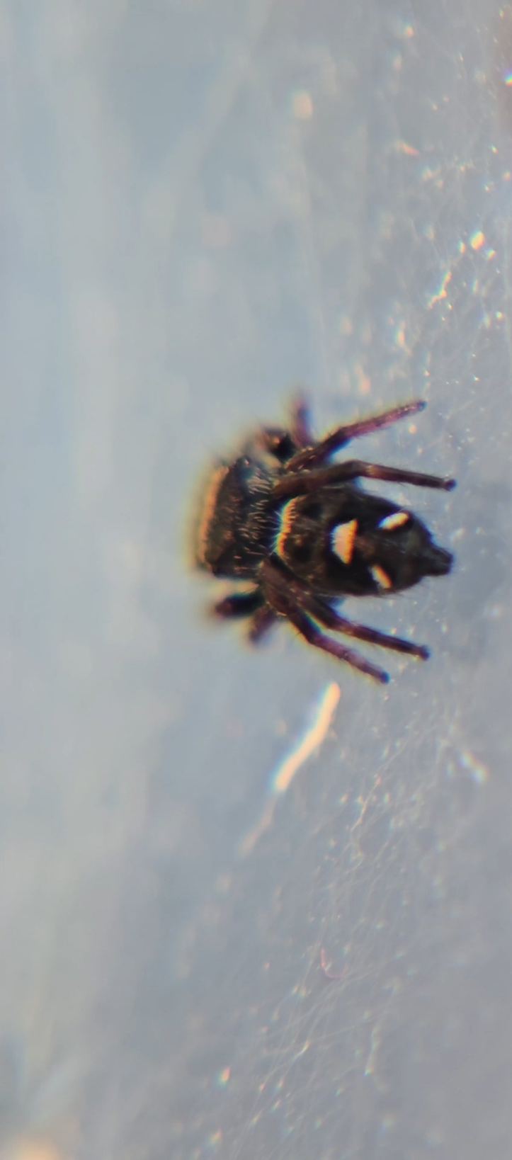 #3 Female