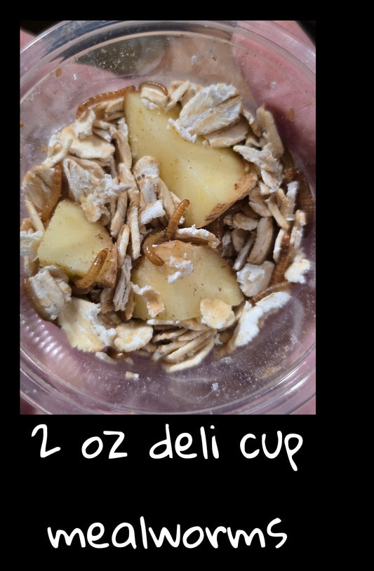 Mini Mealworms