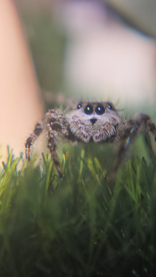 #10 Tan female subadult