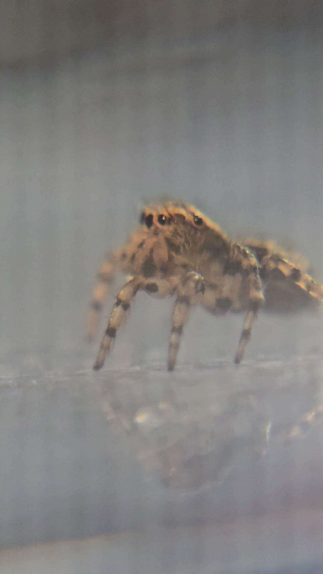 Unpaired adult Flea Jumper