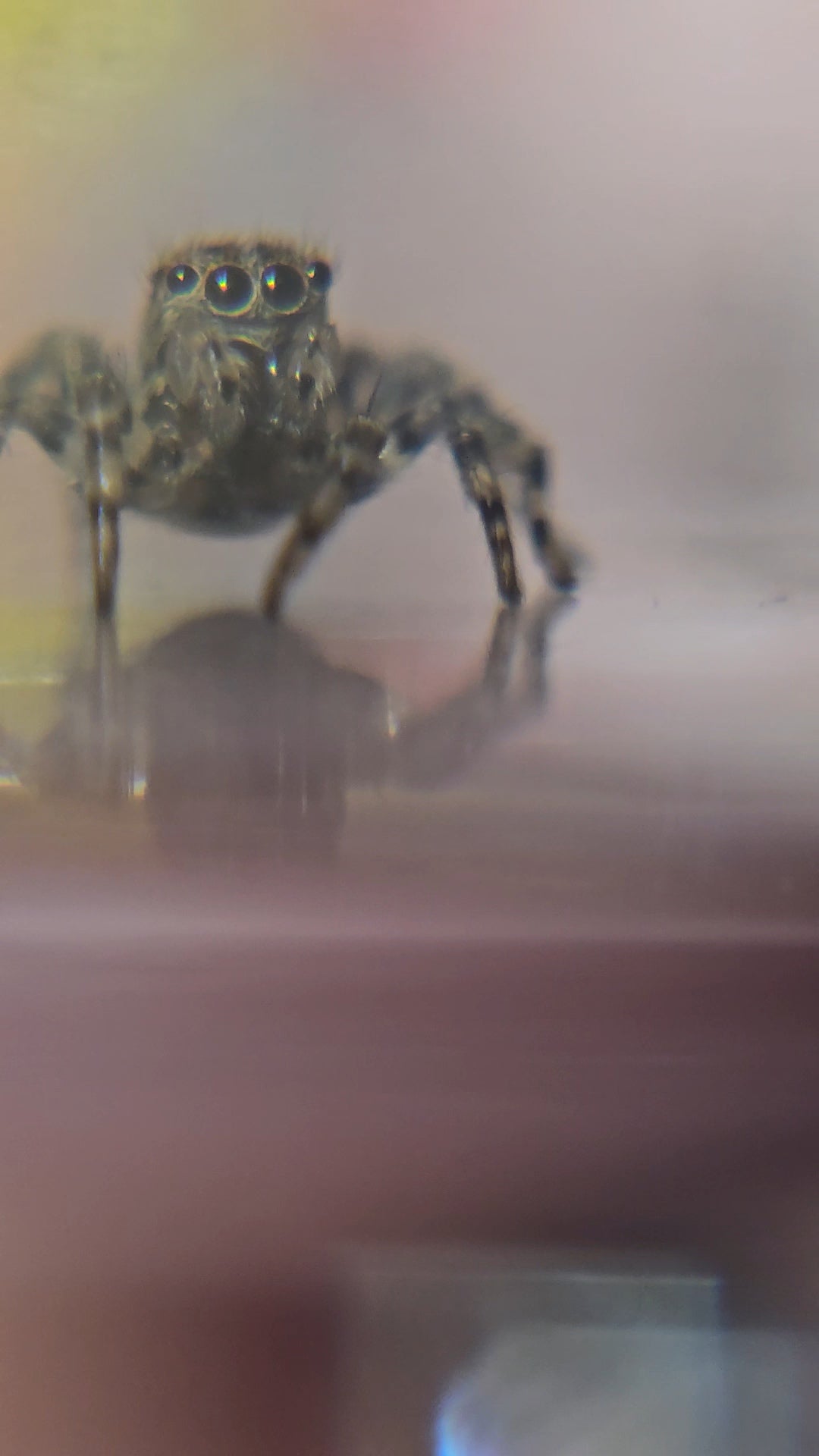 Unpaired adult Flea Jumper