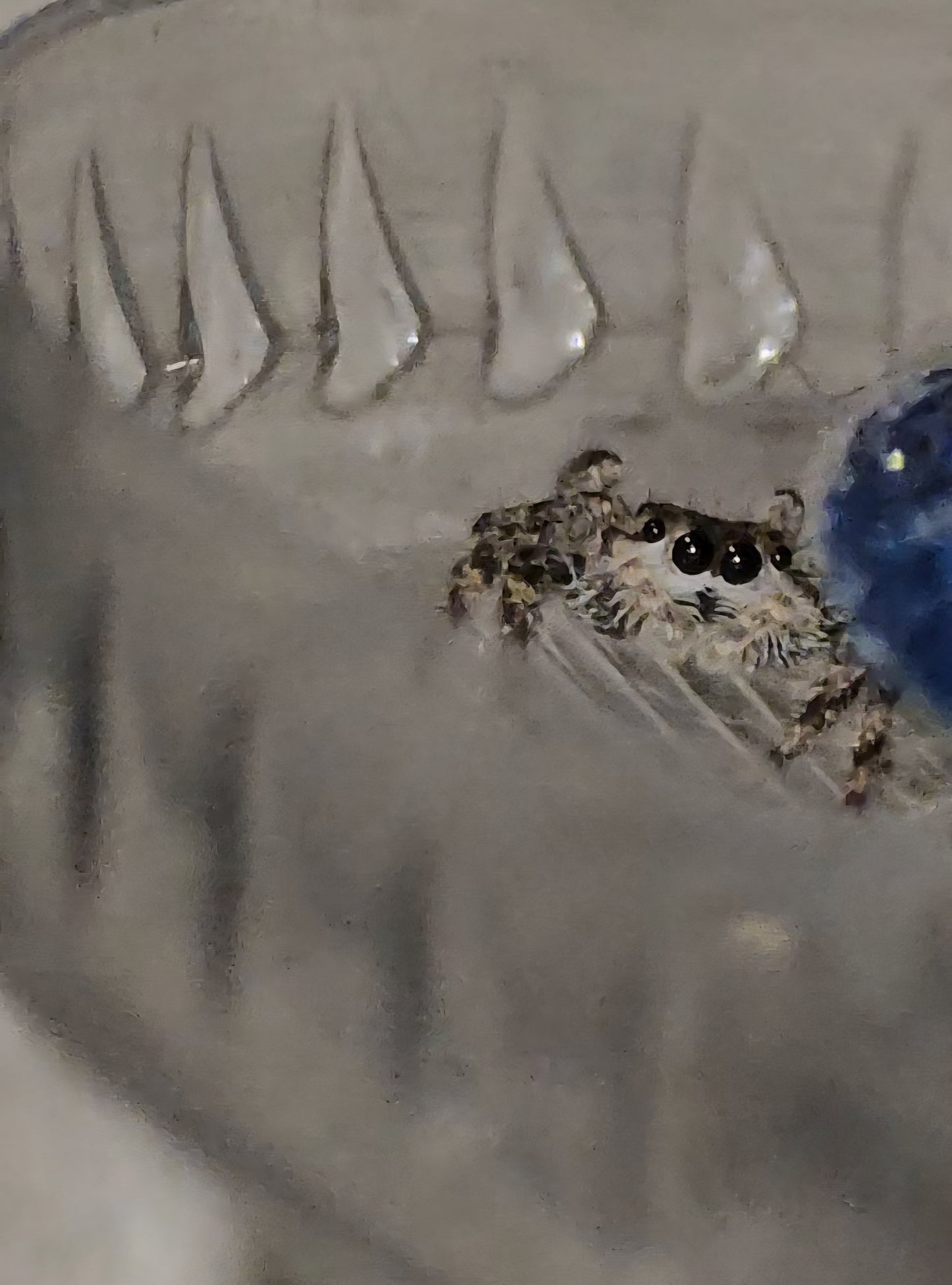 #3 Tan juvenile female WC