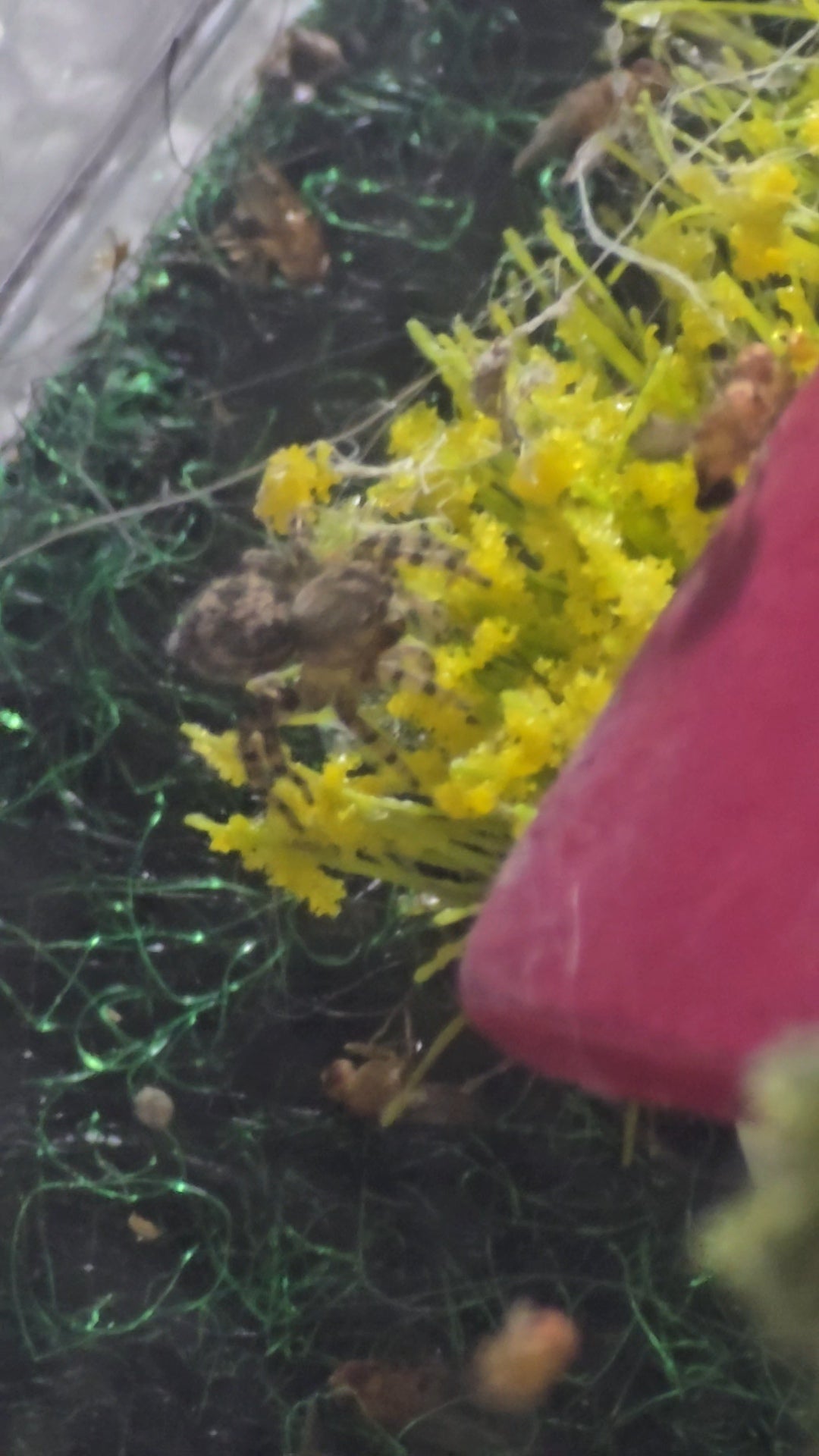 Unpaired adult Flea Jumper