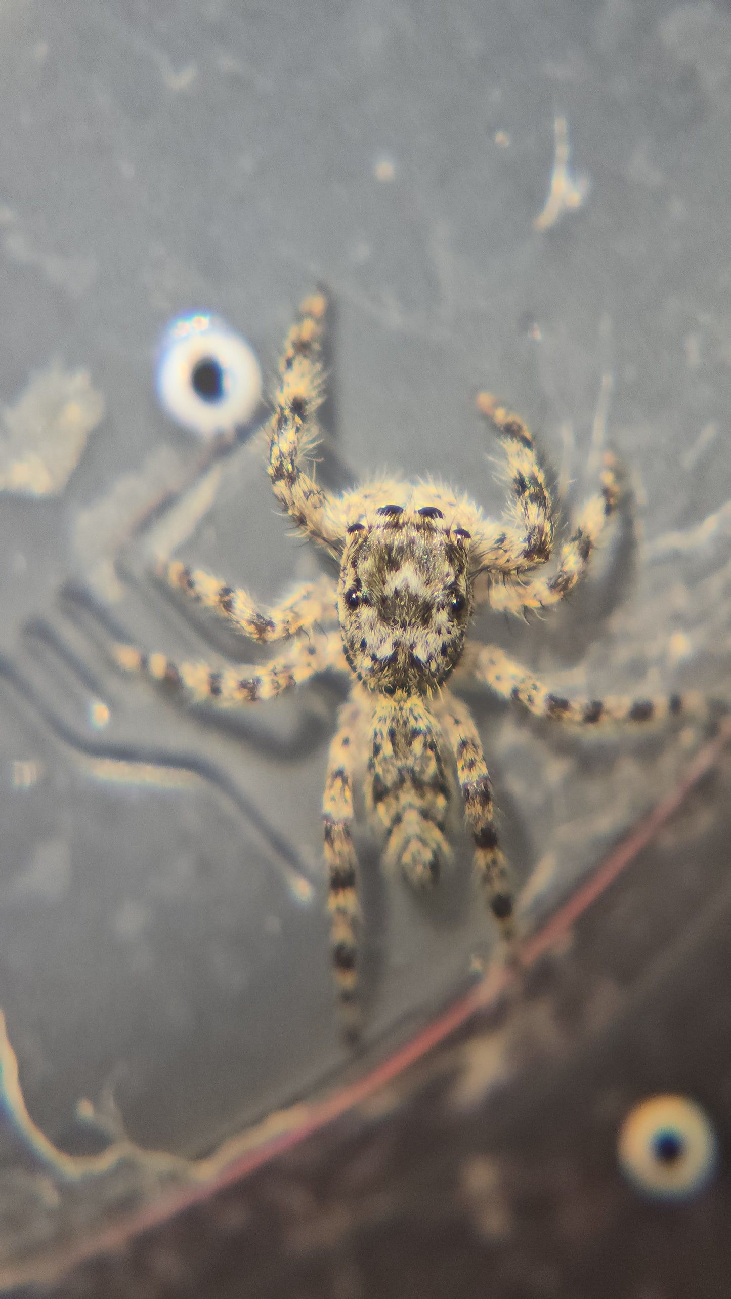 #8 Tan female juvenile WC