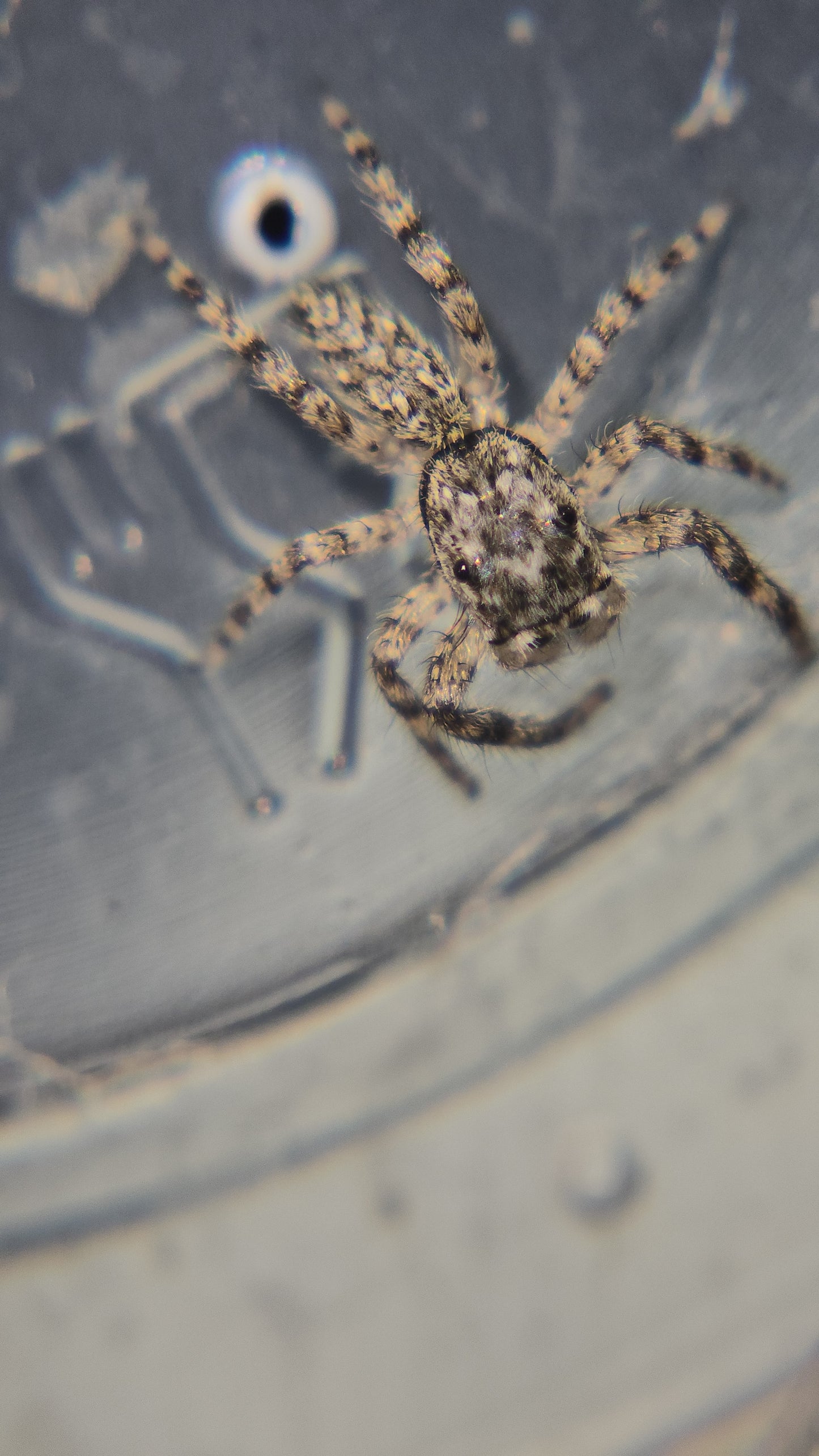 #8 Tan female juvenile WC