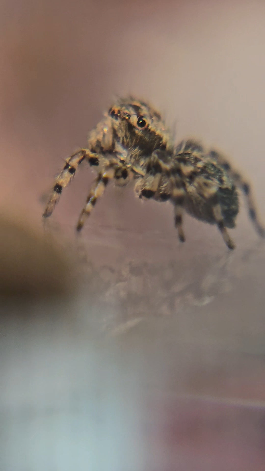 Unpaired adult Flea Jumper