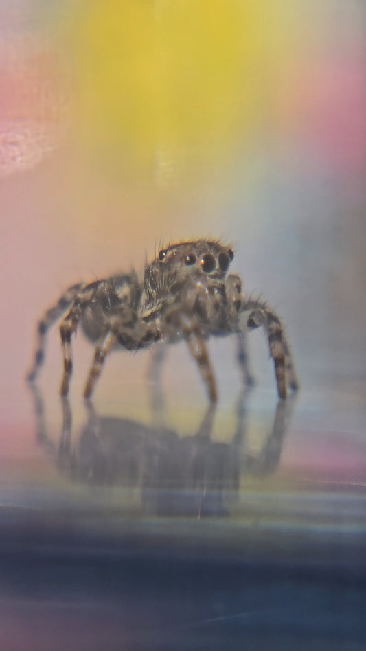 Unpaired adult Flea Jumper