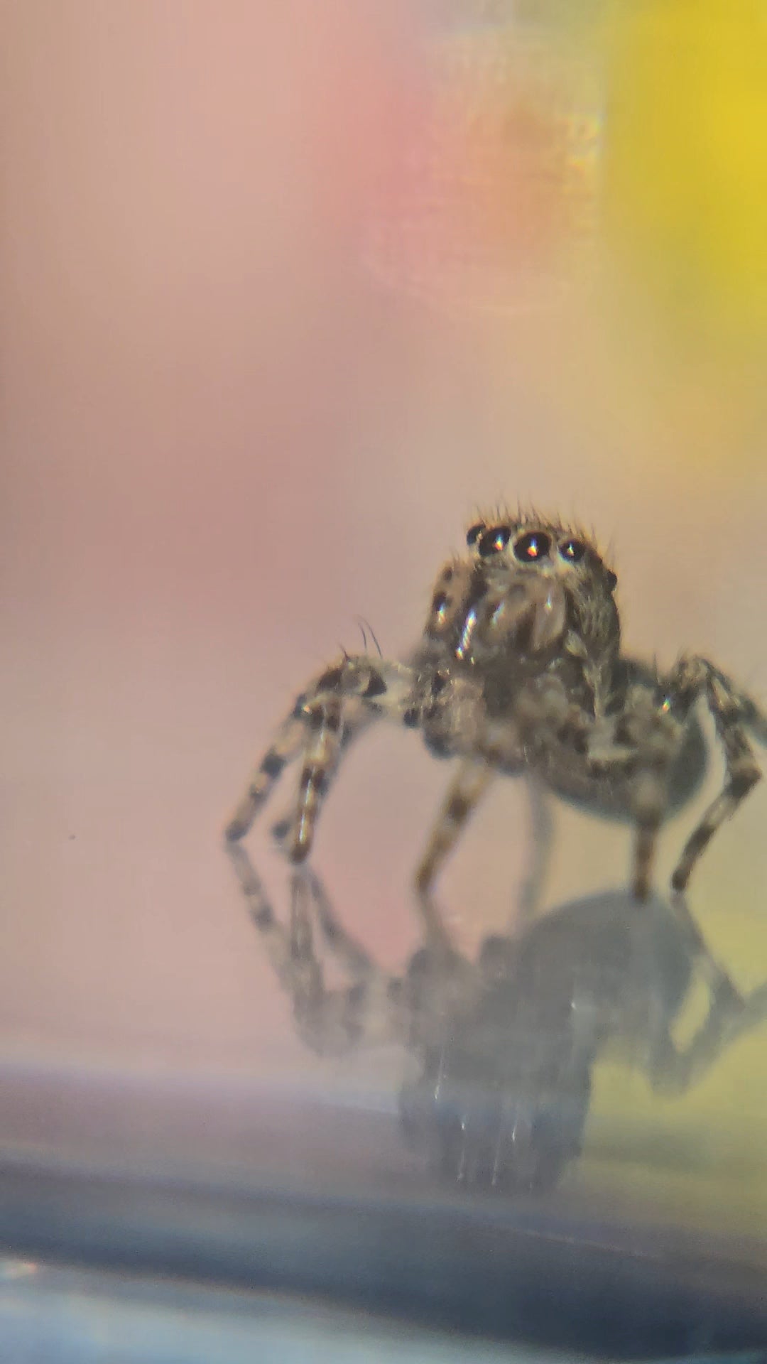 Unpaired adult Flea Jumper