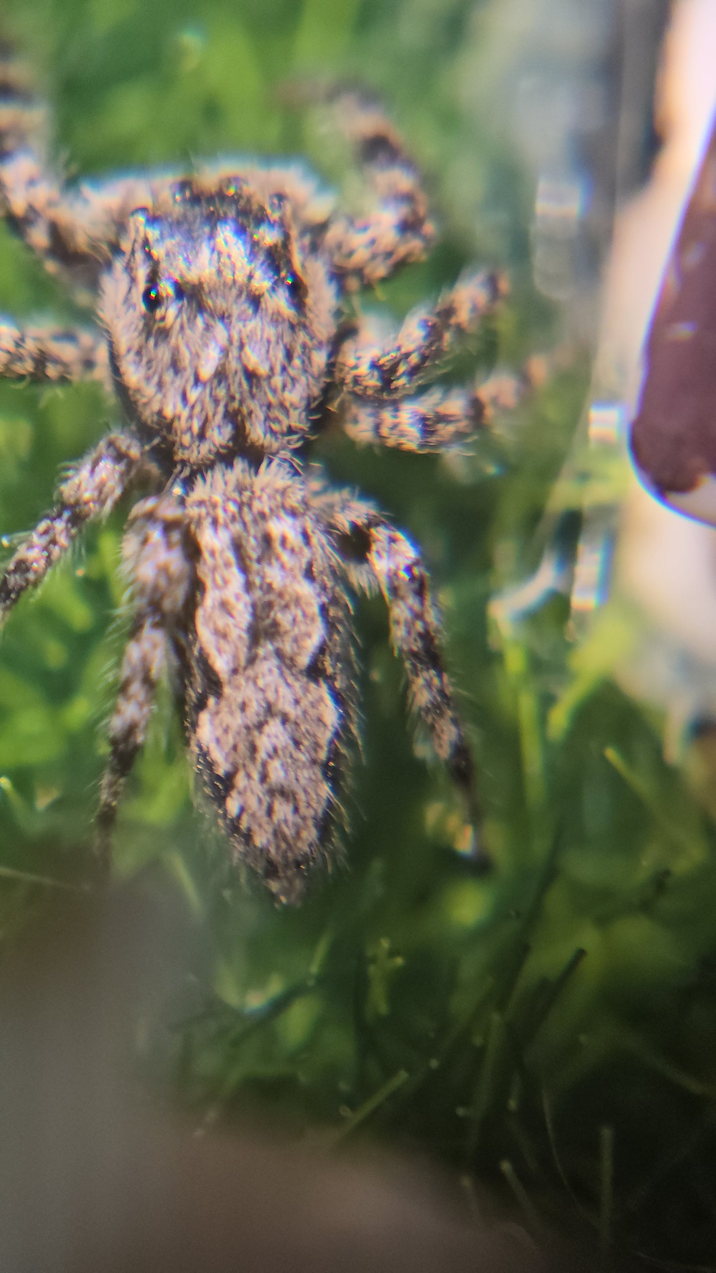 #10 Tan female subadult
