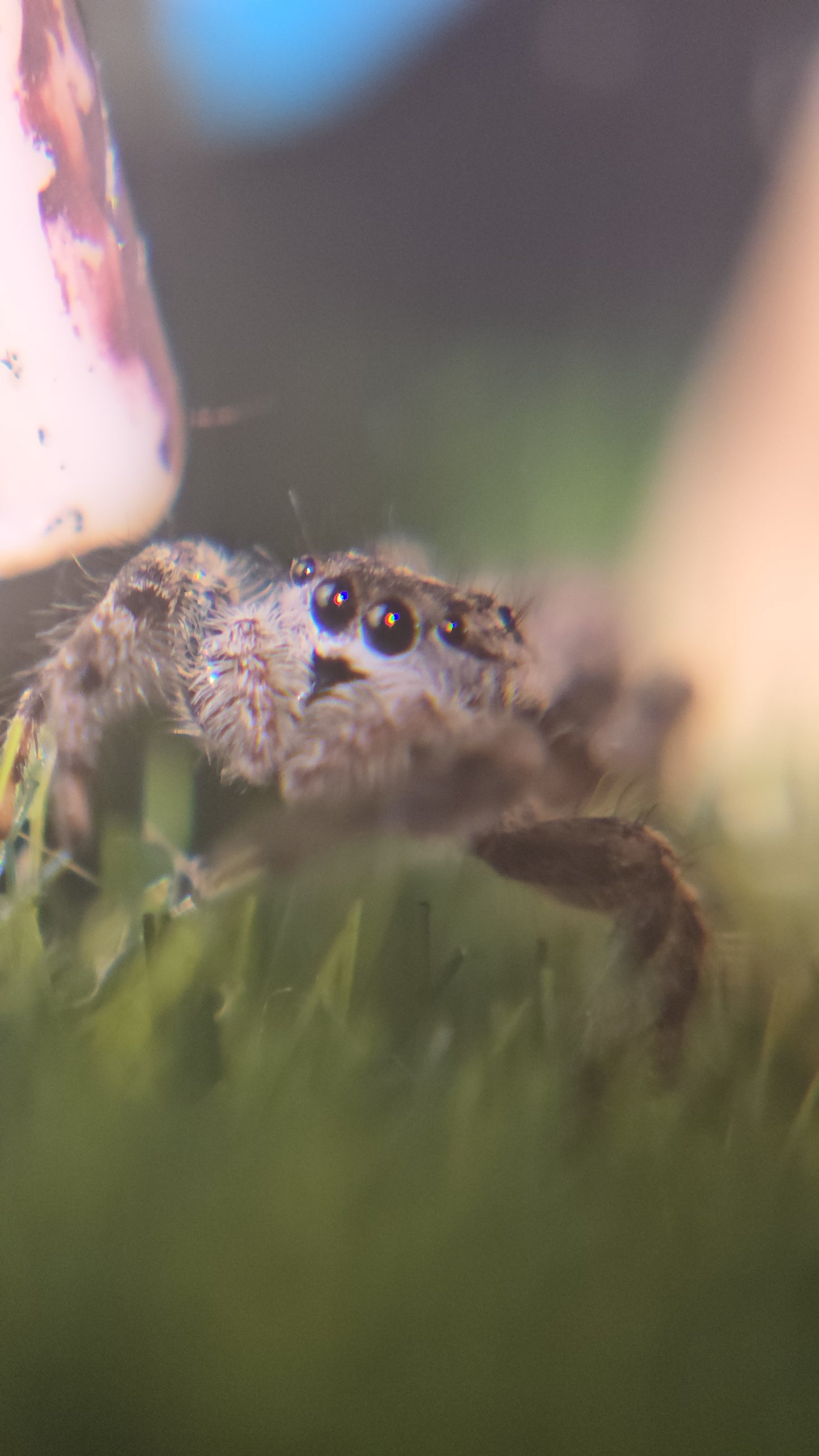 #10 Tan female subadult