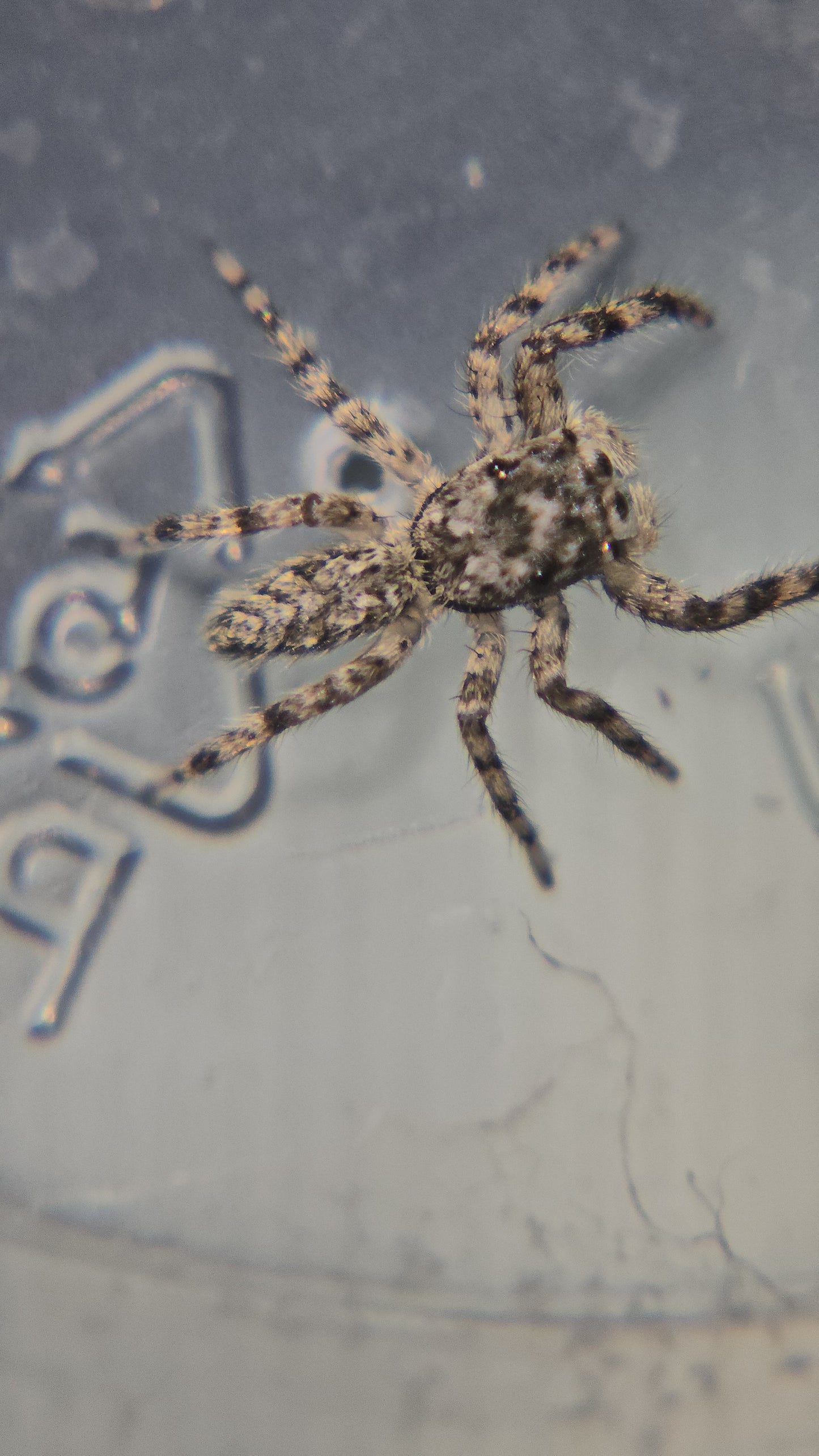 #8 Tan female juvenile WC