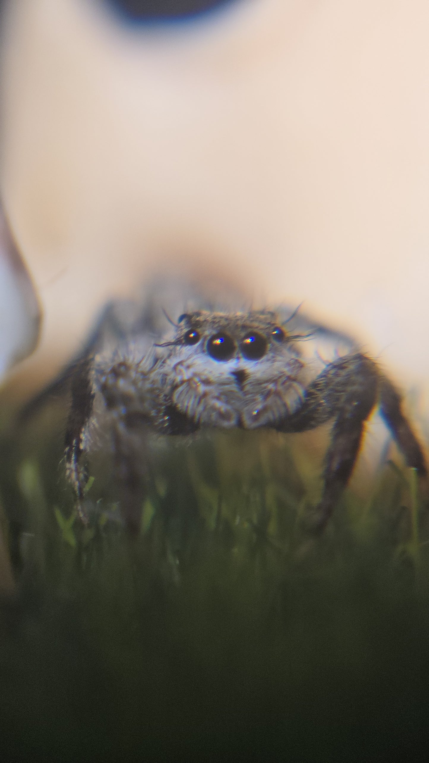 #10 Tan female subadult
